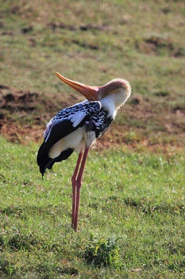 Painted stork