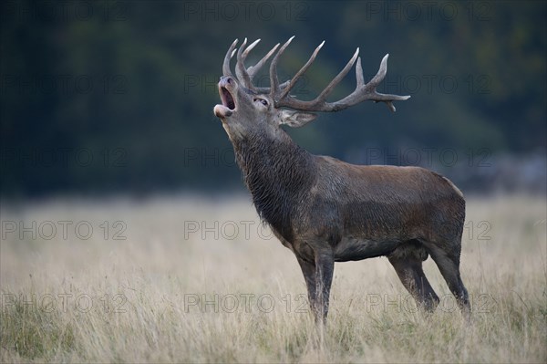 Red deer