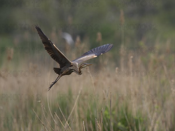 Purple heron