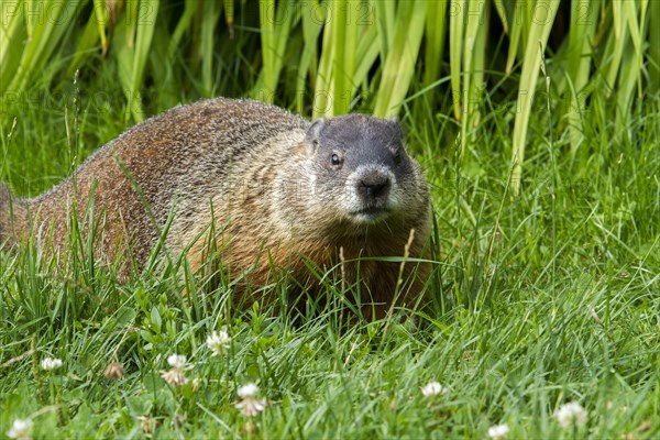 Groundhog feeding in a garden