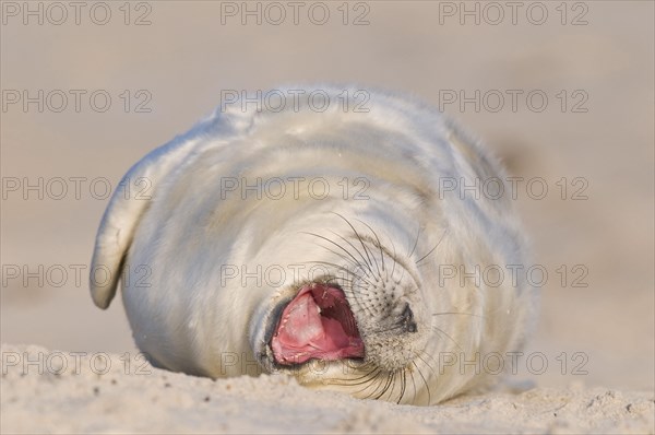 Grey seal