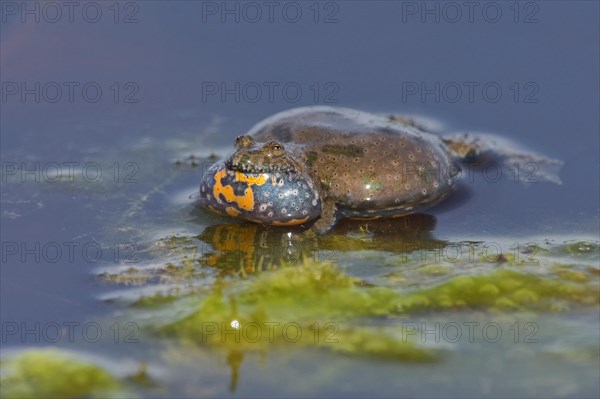 Yellow-bellied toad