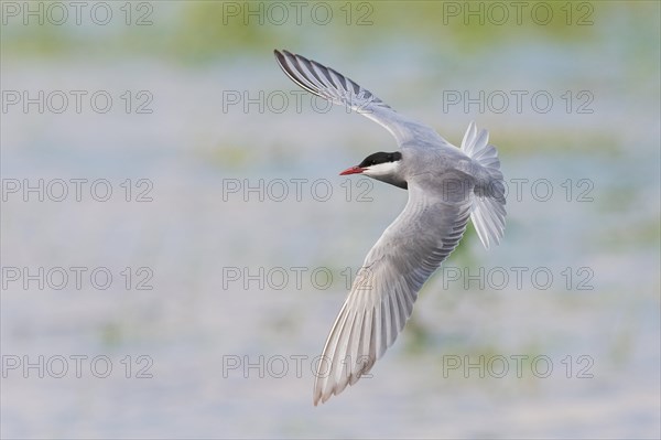 Whiskered Tern