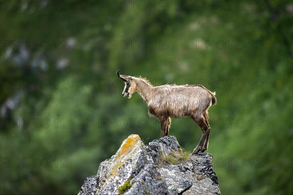 Chamois