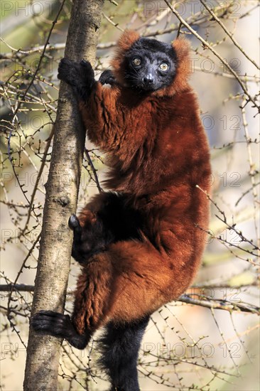 Red ruffed lemur