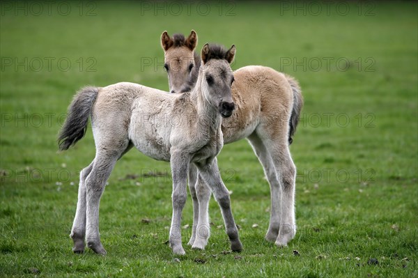 Wild Horse Duelmen