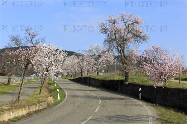 Almond tree