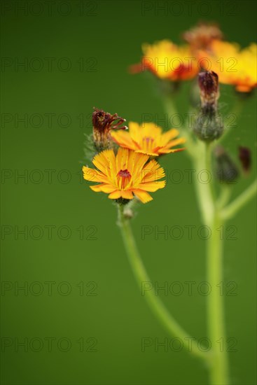 Fox and cubs