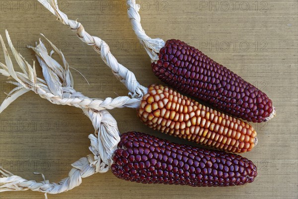 Dried corncobs