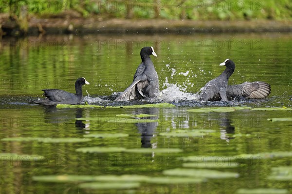 Fighting eurasian coots