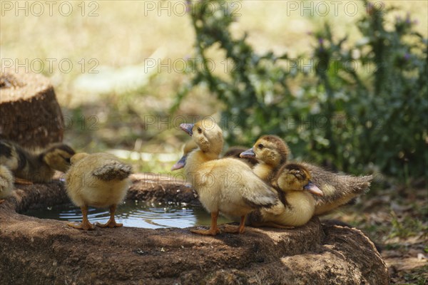 Ducklings at the trough