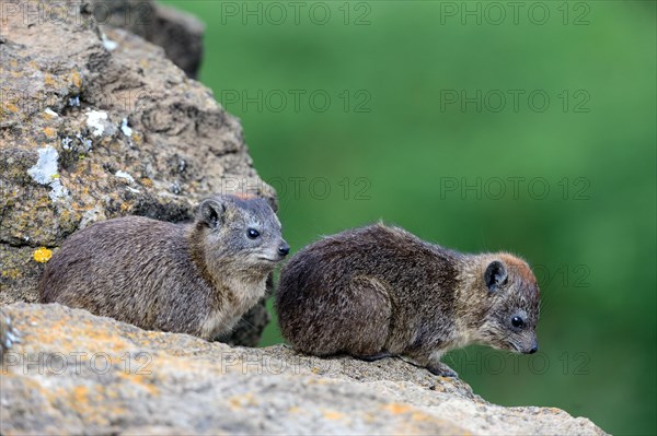 Cape hyrax