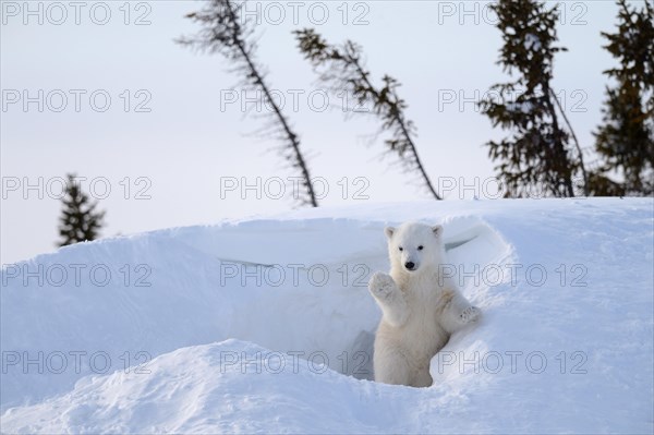 Polar bear