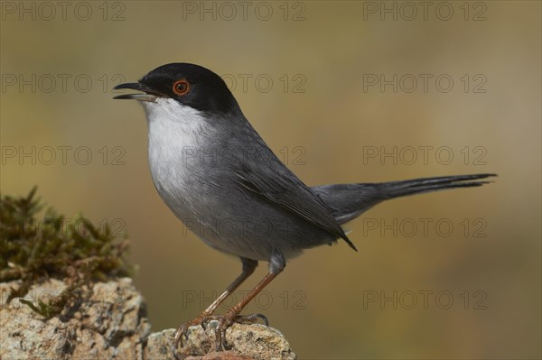 Sardinian Warbler