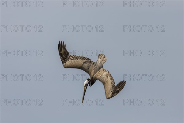 Brown Pelican