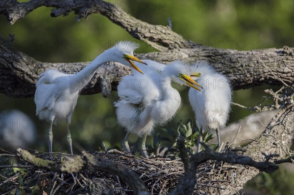 Great egret