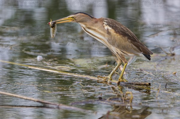 Little bittern