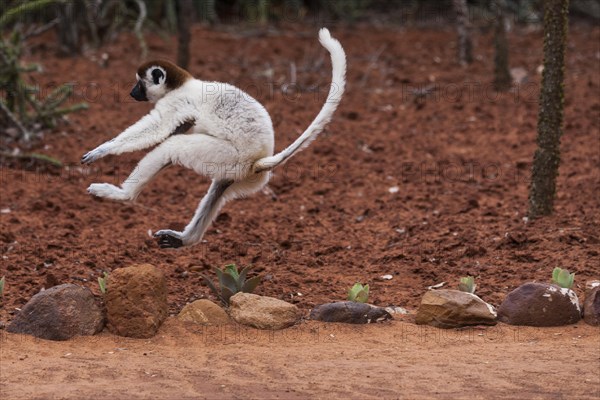 Verreaux's sifaka