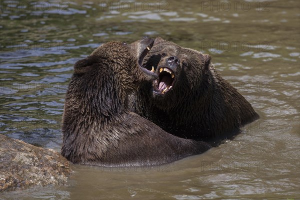 Brown bears