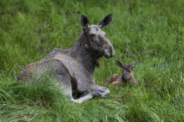 Elk