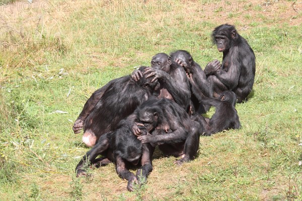 Bonobos