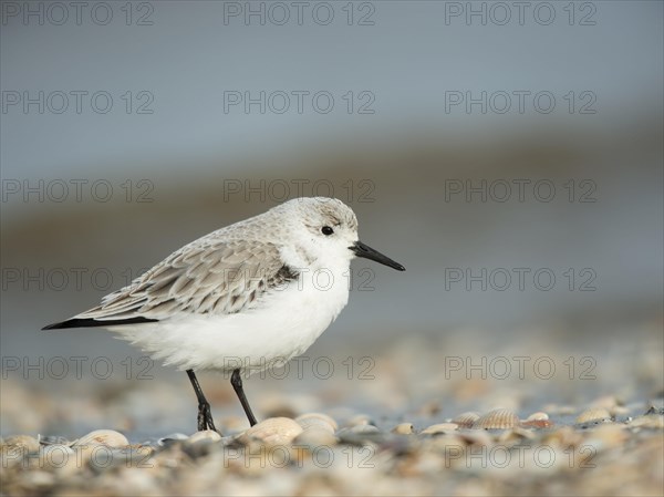 Sanderling