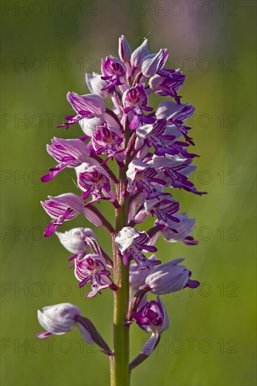 Military orchid