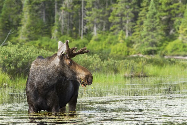 Bull moose