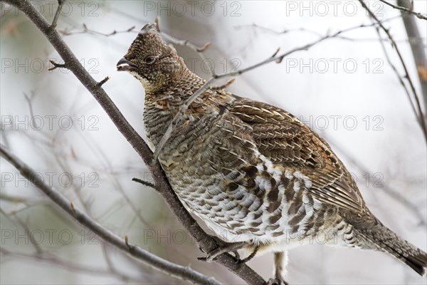 Ruffed grouse