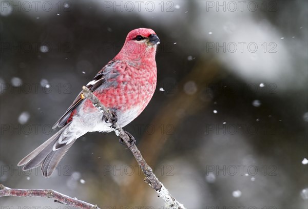 Male Pine Grosbeak