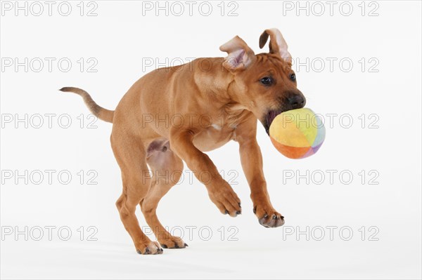 Rhodesian Ridgeback