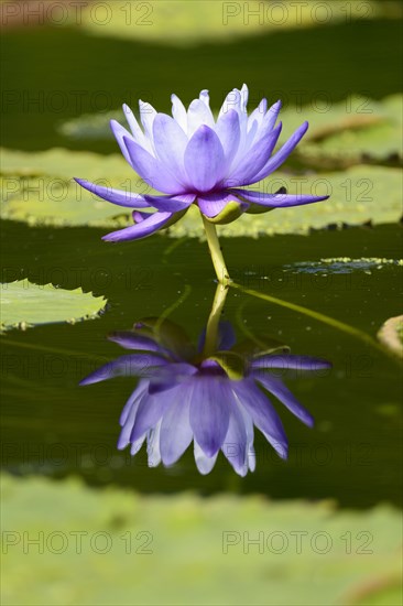 Water Lily