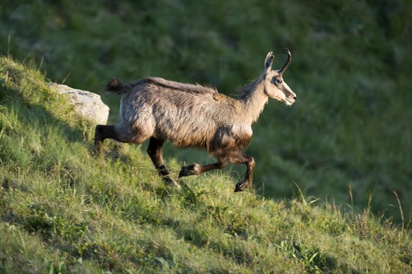 Chamois