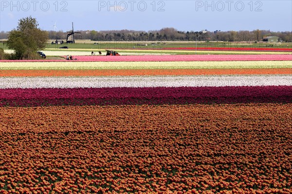 Blooming tulip field near Alkmaar