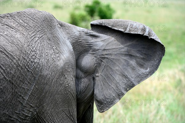 African elephant