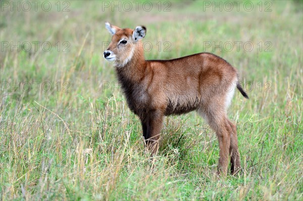 Young Defassa waterbuck