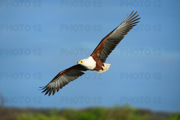 African Fish Eagle