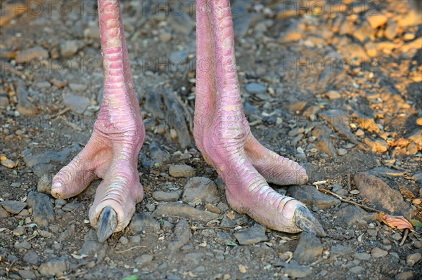 Close up on feet of Masai ostrich