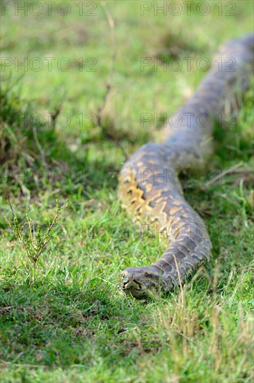 African rock python