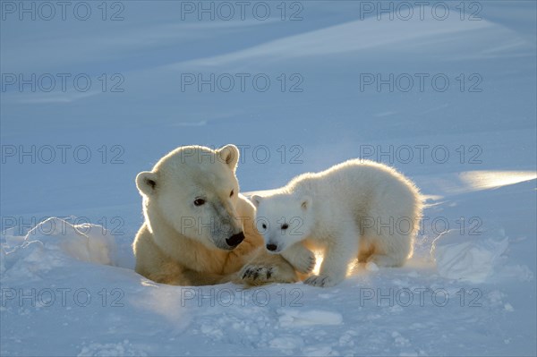 Female polar bear