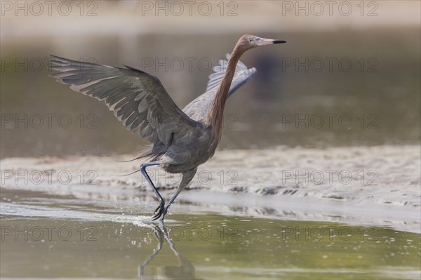 Blue-footed heron