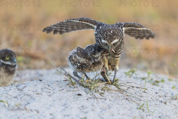 Burrowing owl