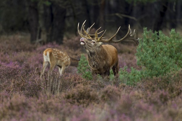 Red deer in the Hoge Veluwe National Park