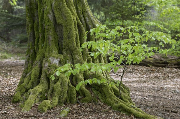 European hornbeam