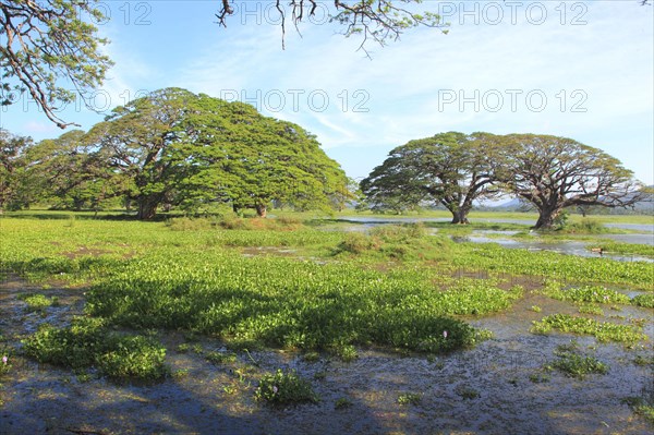 Lake and thick-stalked Common water hyacinth