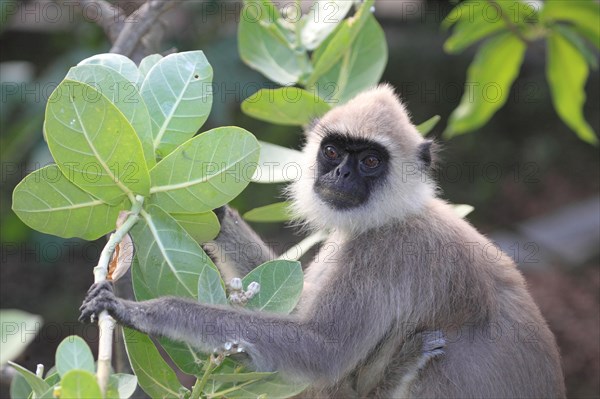 Entellus langur of Ceylon