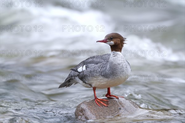 Common merganser