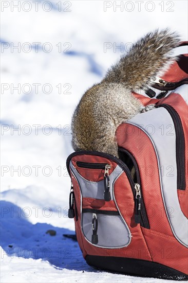 Eastern grey squirrel looking for peanuts in a backpack