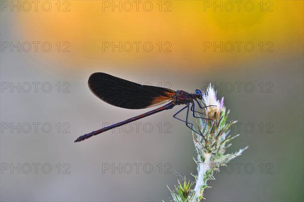 Copper demoiselle