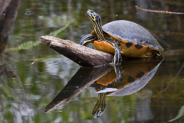 Rotbauch Schmuckschildkroete